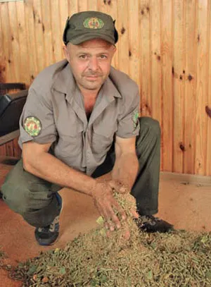 Лесник Ровшан АЛИЕВ занят на измельчении сережек березы для получения качественных семян. фото